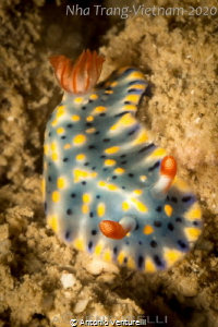 Hypselodoris infucata by Antonio Venturelli 